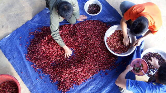 UNEARTHING A HIDDEN TREASURE: NORTHERN LAOS